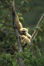White-handed Gibbon (Hylobates lar) parent with baby in tree, northern Thailand