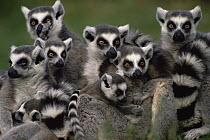 Ring-tailed Lemur (Lemur catta) group, Washington Park Zoo, Portland, Oregon, endemic to Madagascar