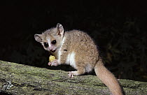 Gray Mouse Lemur (Microcebus murinus) eating, Woodland Park Zoo, Seattle, Washington