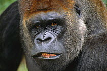 Western Lowland Gorilla (Gorilla gorilla gorilla) silverback male, equatorial Africa