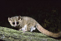 Gray Mouse Lemur (Microcebus murinus) on branch, endemic species in Madagascar