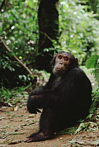 Chimpanzee (Pan troglodytes) on forest floor, Gombe Stream National Park, Tanzania