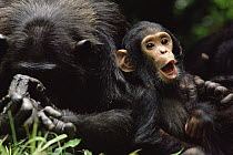 Chimpanzee (Pan troglodytes) mom and baby, Gombe Stream National Park, Tanzania