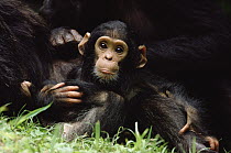 Chimpanzee (Pan troglodytes) mom, baby, Gombe Stream National Park, Tanzania