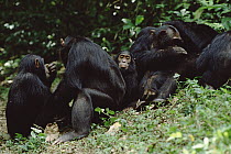 Chimpanzee (Pan troglodytes) grooming, train, Gombe Stream National Park, Tanzania