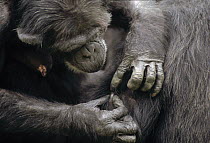 Chimpanzee (Pan troglodytes) group grooming, Gombe Stream National Park, Tanzania