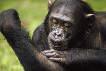 Chimpanzee (Pan troglodytes) named Frodo grooming, Gombe Stream National Park, Tanzania