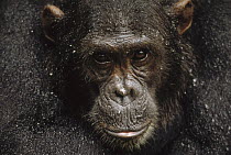 Chimpanzee (Pan troglodytes) in rain, Frodo, Gombe Stream National Park, Tanzania