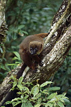 Red-bellied Lemur (Eulemur rubriventer) in tree, Ranomafana National Park, Madagascar
