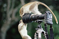 Black-faced Vervet Monkey (Cercopithecus aethiops) pair playing on camera and tripod, Barbados, Caribbean, native to East and southern Africa