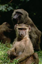 Olive Baboon (Papio anubis) young, Gombe Stream National Park, Tanzania