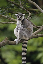 Ring-tailed Lemur (Lemur catta) sitting on tree branch, Madagascar