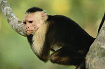 White-faced Capuchin (Cebus capucinus) monkey, Corcovado National Park, Costa Rica