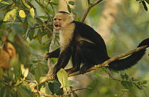 White-faced Capuchin (Cebus capucinus) monkey calling, Corcovado National Park, Costa Rica