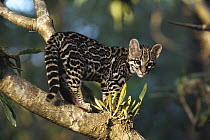 Margay (Leopardus wiedii) wild kitten, captive orphan, Costa Rica