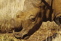 White Rhinoceros (Ceratotherium simum) dehorned for protection from poaching, Lewa Wildlife Conservancy, Kenya