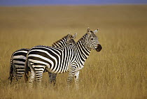 Burchell's Zebra (Equus burchellii) pair on savannah, Masai Mara National Reserve, Kenya
