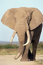 African Elephant (Loxodonta africana) bull, Amboseli National Park, Kenya