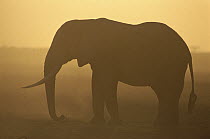 African Elephant (Loxodonta africana) silhouetted at sunset, Amboseli National Park, Kenya