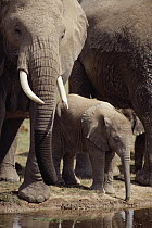 African Elephant (Loxodonta africana) adults and baby drinking at watering hole, Amboseli National Park, Kenya