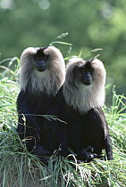 Lion-tailed Macaque (Macaca silenus) pair sitting together on grass, Woodland Park Zoo, Seattle, Washington