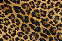 Jaguar (Panthera onca) skin