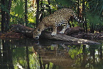 Jaguar (Panthera onca) drinking, Belize Zoo, Belize