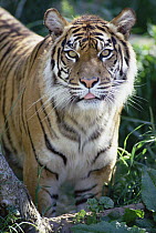 Bengal Tiger (Panthera tigris tigris) portrait, at Woodland Park Zoo, Seattle, Washington, native to India and southeast Asia