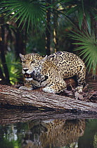 Jaguar (Panthera onca), Belize Zoo, Belize