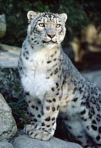 Snow Leopard (Uncia uncia) portrait, Woodland Park Zoo, Seattle, Washington