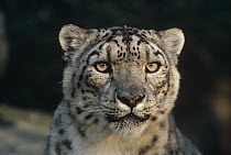 Snow Leopard (Uncia uncia), Woodland Park Zoo, Seattle, Washington