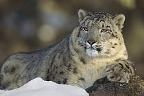 Snow Leopard (Uncia uncia) juvenile, Asia