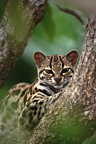 Margay (Leopardus wiedii) orphaned wild kitten, Costa Rica