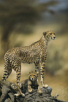 Cheetah (Acinonyx jubatus) mother with, adolescents, Samburu National Reserve, Kenya