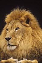 African Lion (Panthera leo) male, portrait, Washington Park Zoo, Portland, Oregon