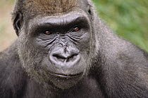 Western Lowland Gorilla (Gorilla gorilla gorilla) young male, Woodland Park Zoo, Seattle, Washington