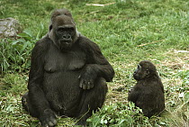 Western Lowland Gorilla (Gorilla gorilla gorilla) female with baby, Woodland Park Zoo, Seattle, Washington
