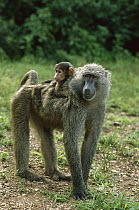 Olive Baboon (Papio anubis) adult carrying infant on back, Gombe Stream National Park, Tanzania