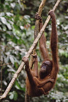 Orangutan (Pongo pygmaeus) mother and baby, Sepilok Forest Reserve, Sabah, Borneo