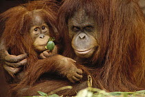 Orangutan (Pongo pygmaeus) mother and baby, Borneo