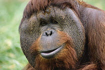 Orangutan (Pongo pygmaeus) male, National Zoo, Washington DC, native to tropical lowland forests of Sumatra and Borneo