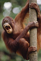 Orangutan (Pongo pygmaeus) hanging on tree, Sepilok Forest Reserve, Sabah, Borneo