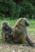 Olive Baboon (Papio anubis) female grooming male with infant sitting nearby, Gombe Stream National Park, Tanzania