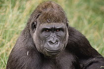 Western Lowland Gorilla (Gorilla gorilla gorilla) young male, Woodland Park Zoo, Seattle, Washington
