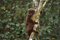 Red-bellied Lemur (Eulemur rubriventer), Ranomafana National Park, Madagascar