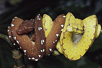 Green Tree Python (Chondropython viridis) two juveniles showing yellow and brown coloration, New Guinea