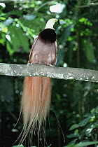 Raggiana Bird-of-paradise (Paradisaea raggiana) occurs in low montane forests of northeast and southeast New Guinea