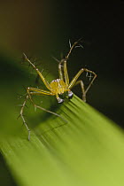 Spider in defensive display, Kikori Delta near Kopi, Papua New Guinea