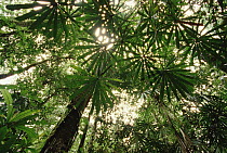 Lowland tropical rainforest Fan Palms in canopy, Omo area, Papua New Guinea