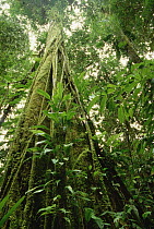 Lowland tropical rainforest epiphytic growth on canopy, Omo area, Papua New Guinea